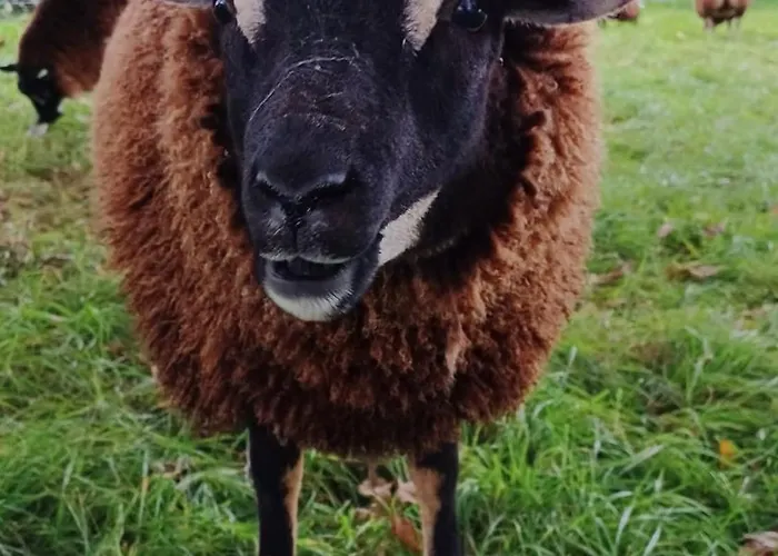 De Scherpenweide Alpesi faház *